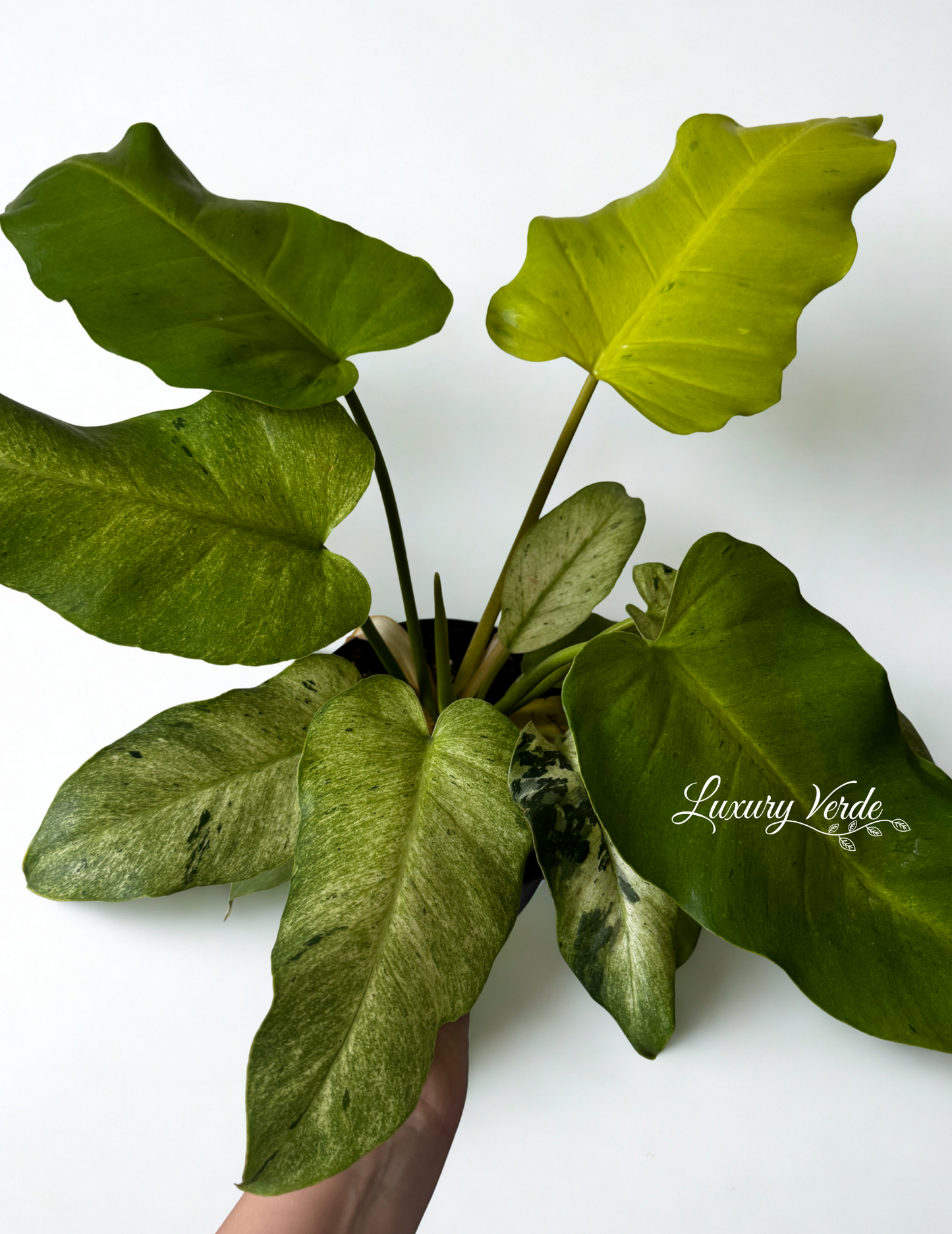 Philodendron Variegated Snowdrift