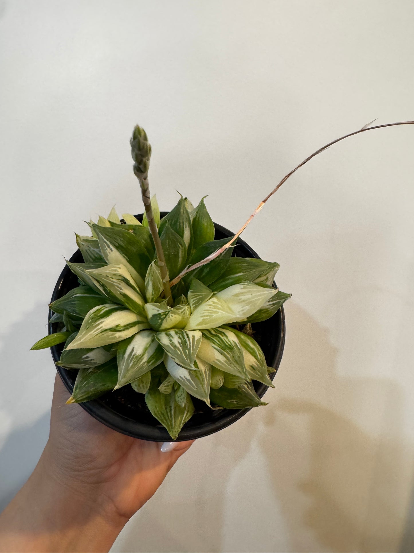 Haworthia Cymbiformis Variegated