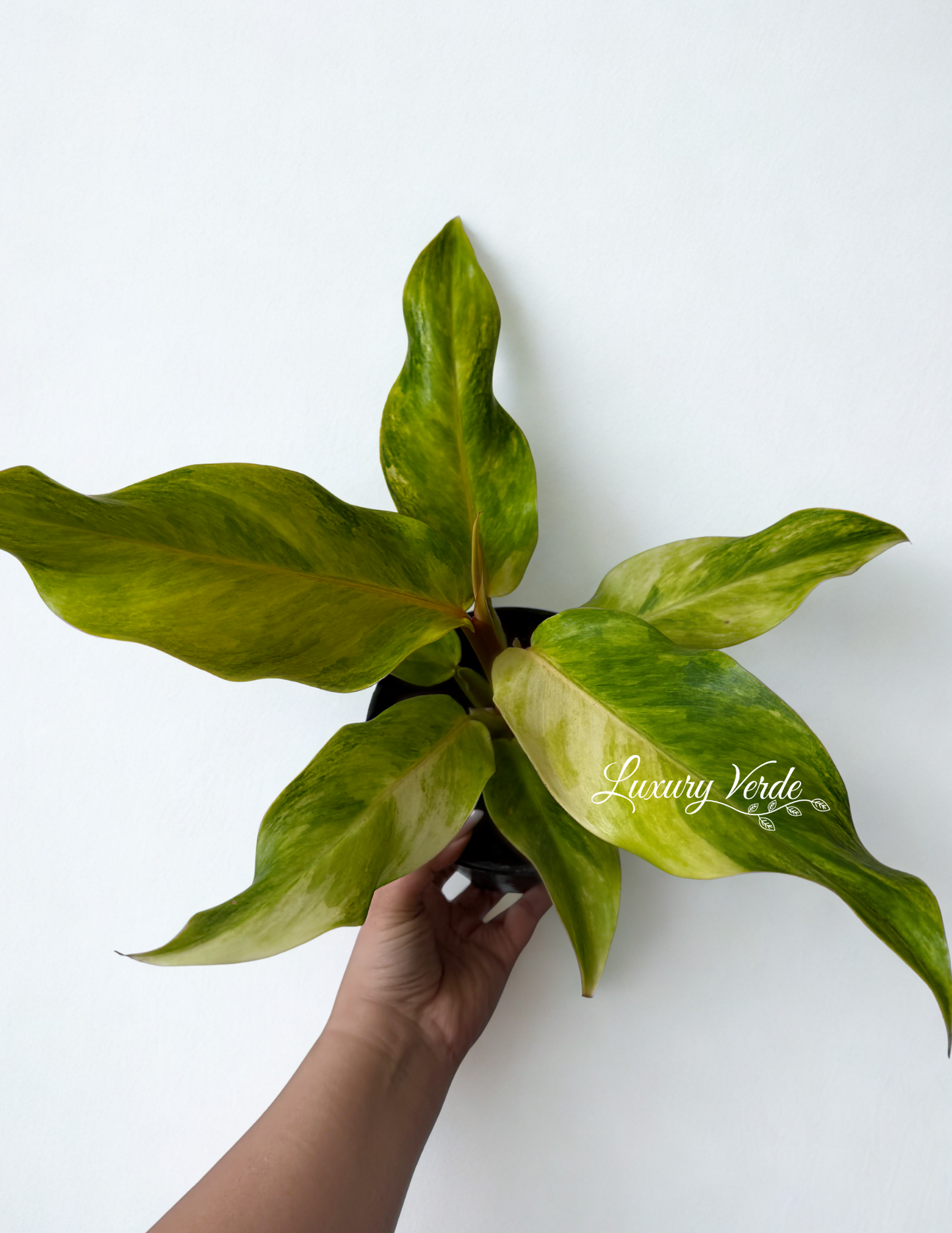 Philodendron Orange Marmalade