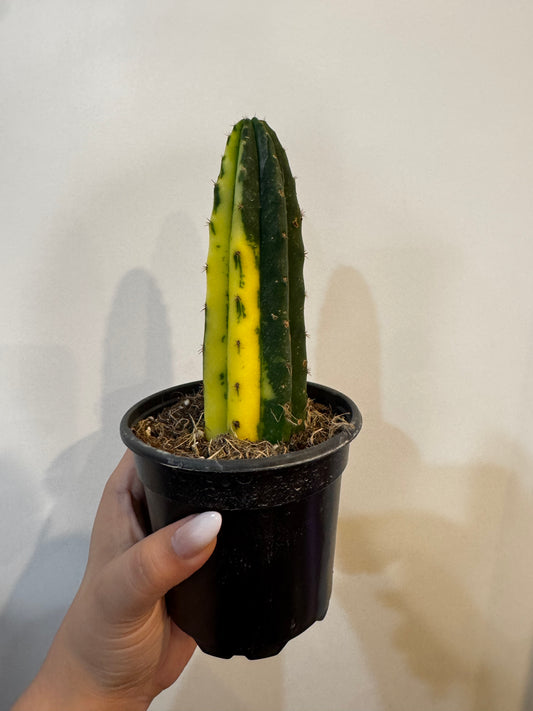 San Pedro Cactus Variegated