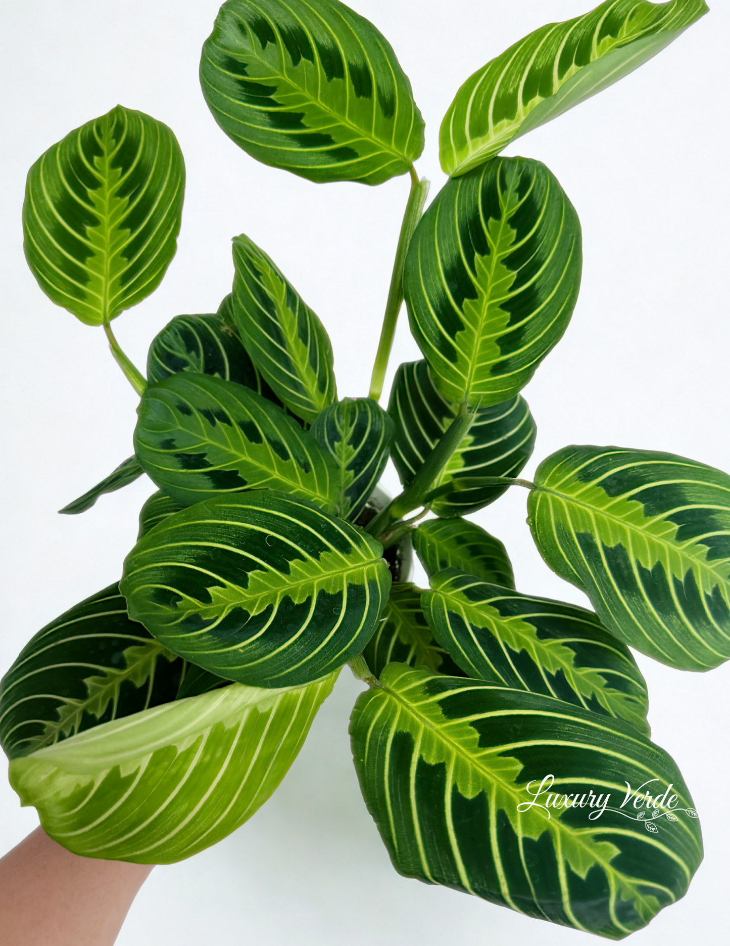 Maranta Lemon Lime CA "Prayer Plant"