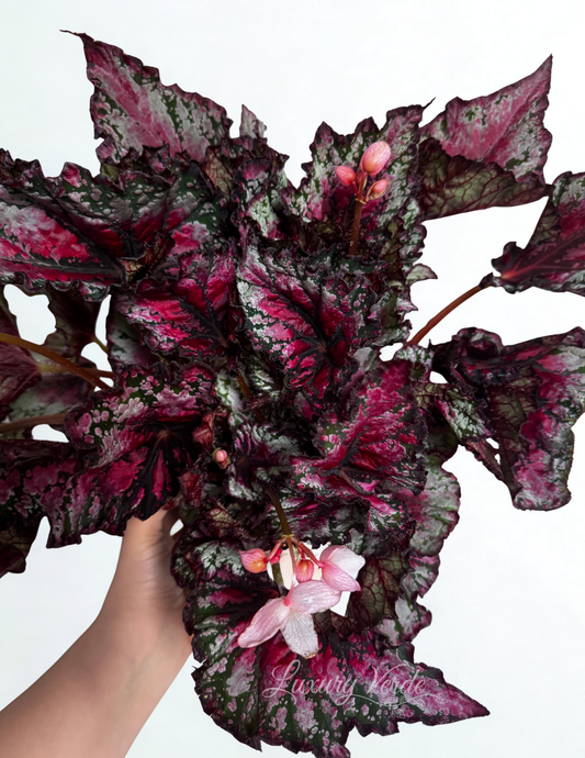 Rex Begonia- Luxury Verde H-Town Edition