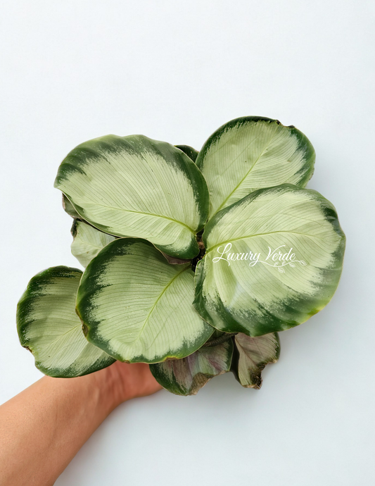 Calathea