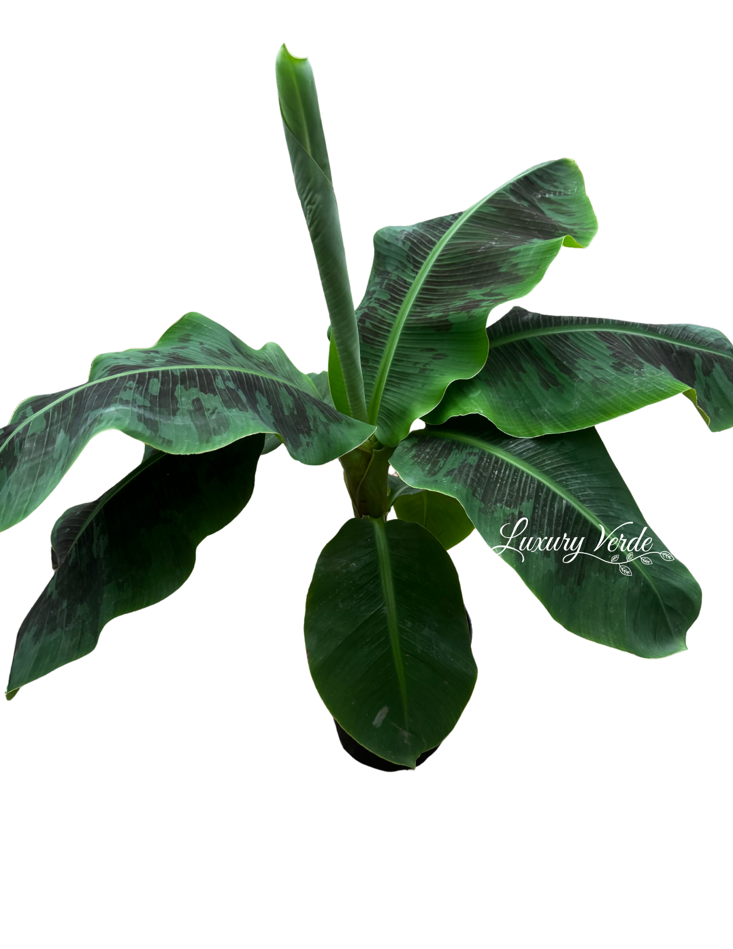 Tropicana Banana Tree