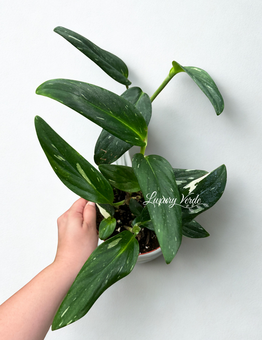 Monstera Standleyana Albo