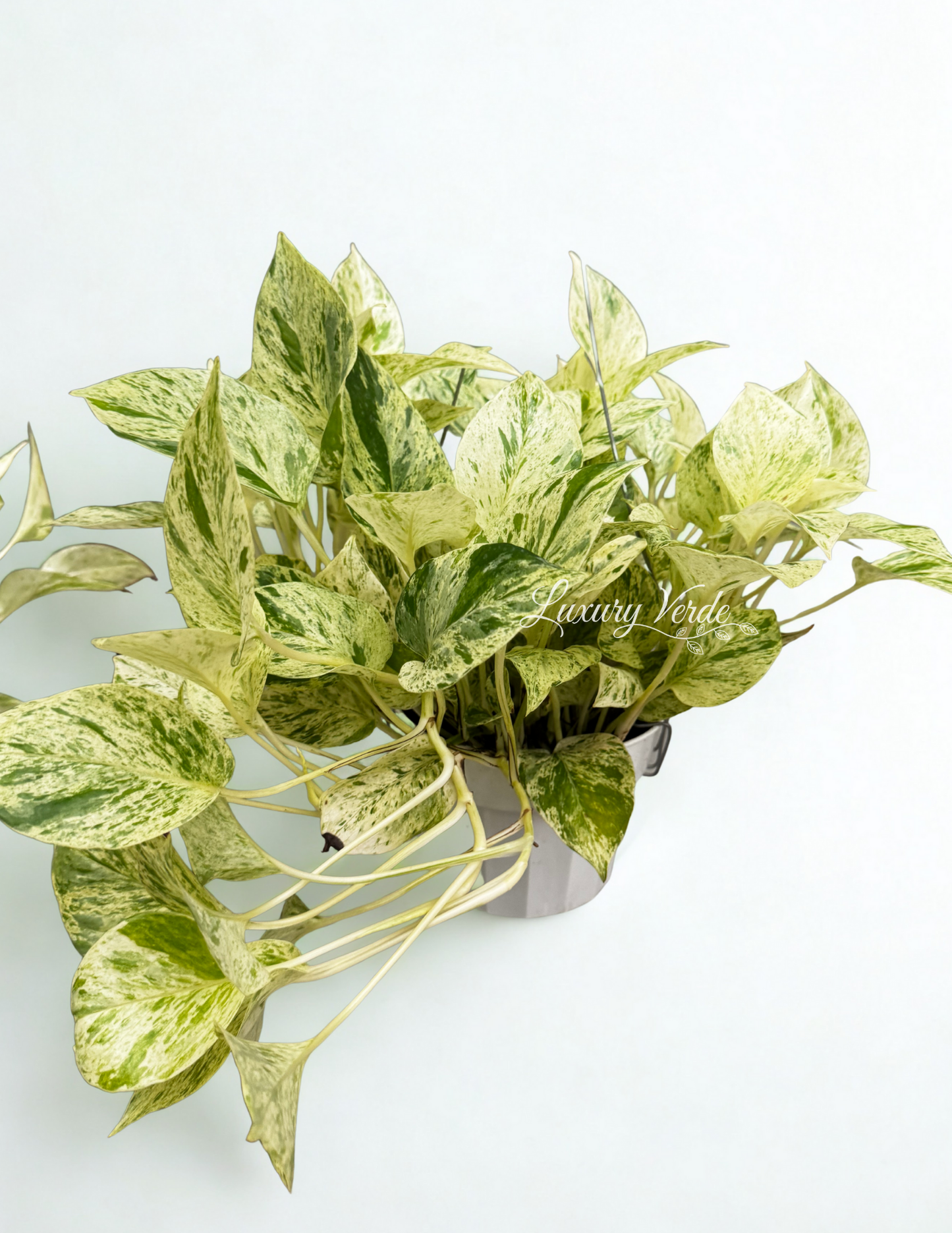 Marble Snow Queen Ivy CA