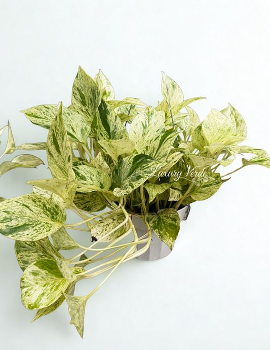 Marble Snow Queen Ivy CA