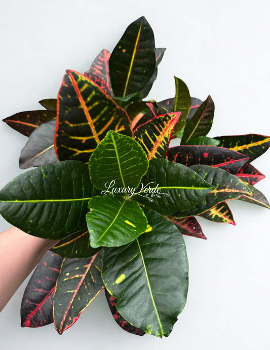 Croton