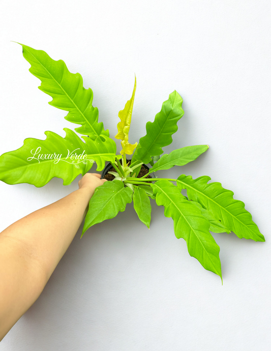 Philodendron Golden Crocodile