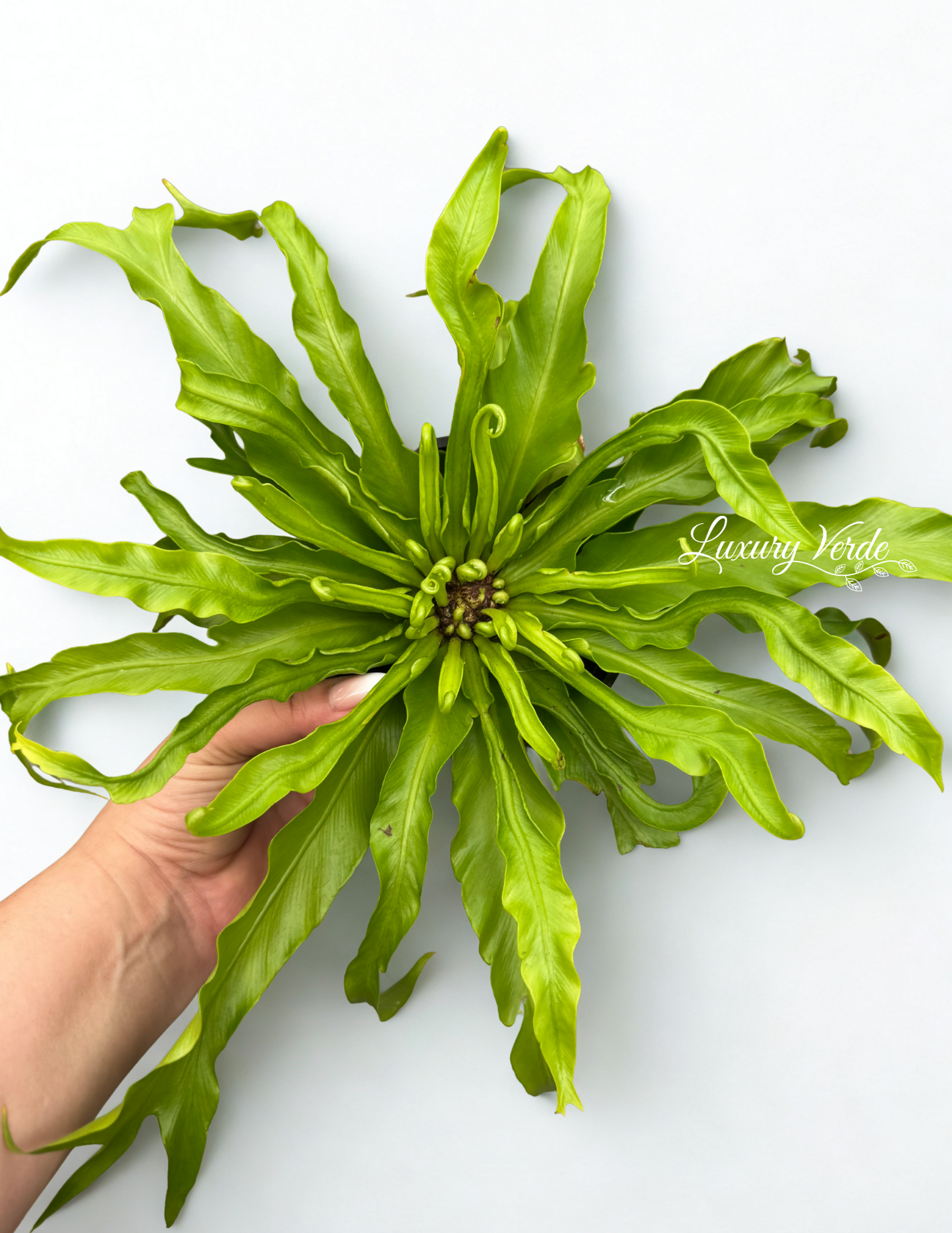 Birds Nest Fern