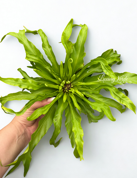 Birds Nest Fern