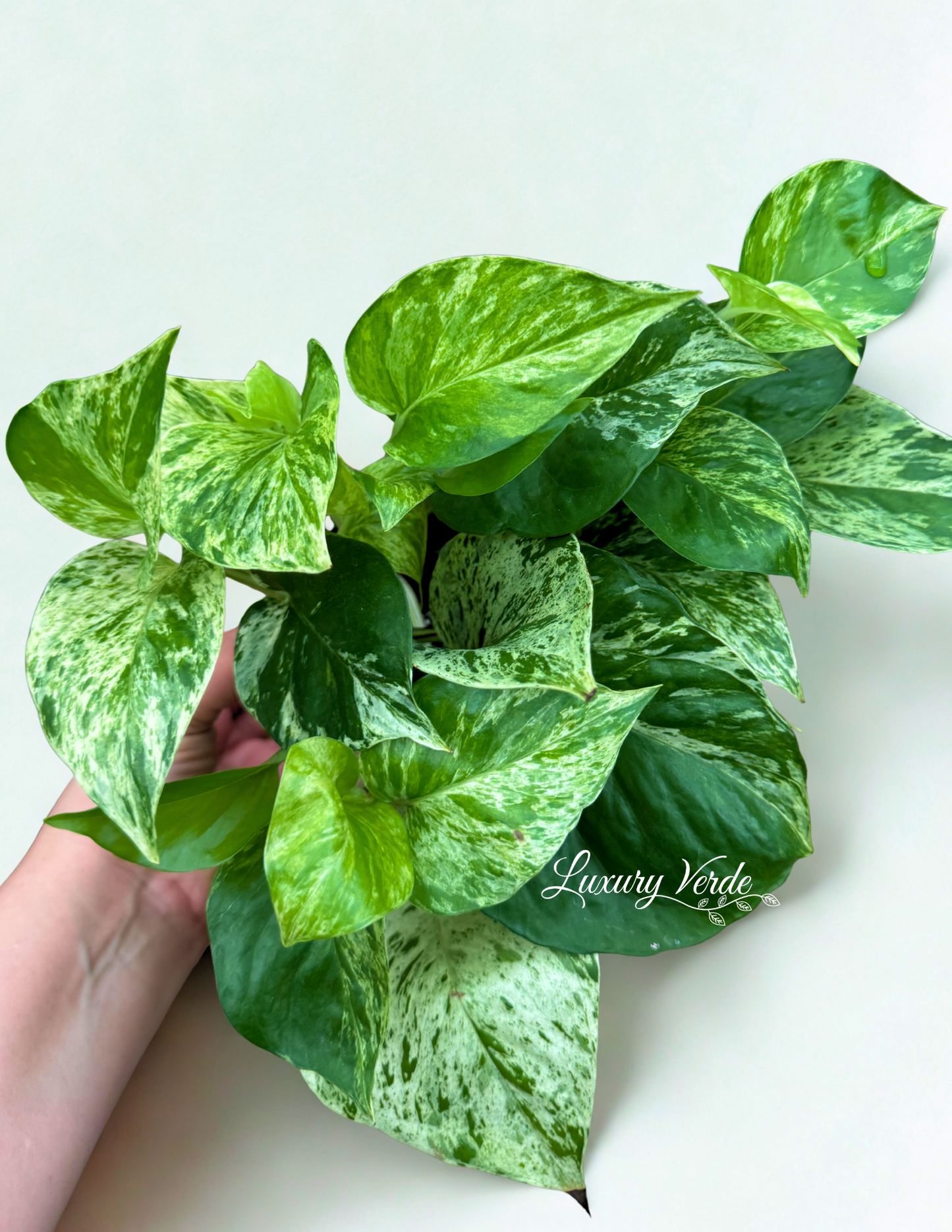 Pothos Marble Queen Ivy
