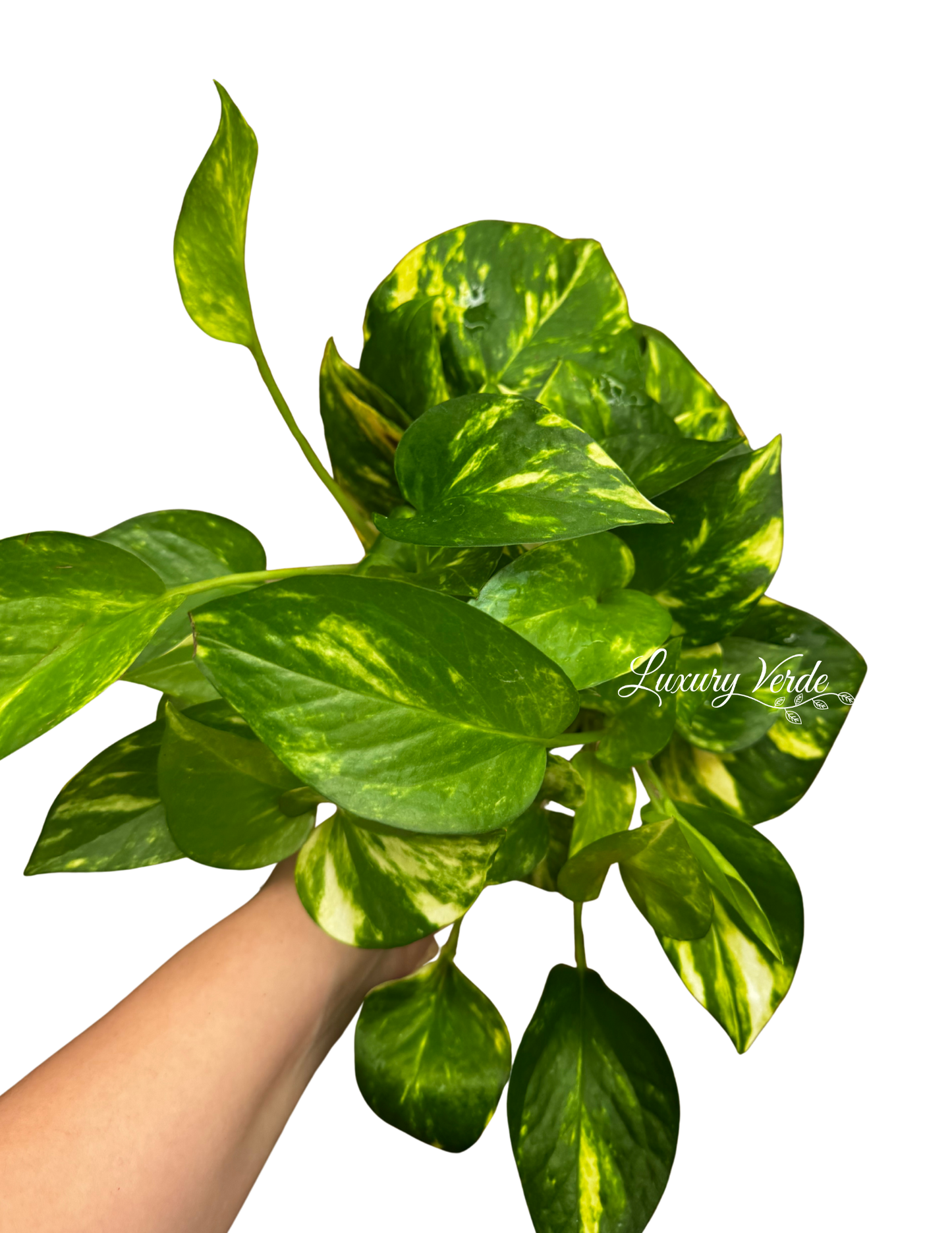 Pothos Golden Ivy