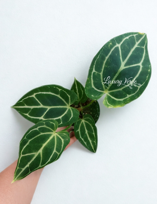 Anthurium Cystallinum