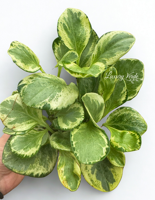 Peperomia Marble Variegated
