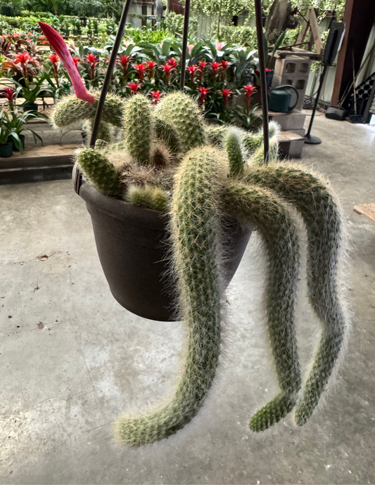 Monkey Tail Cactus