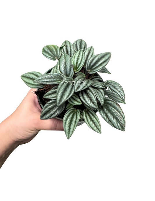 Peperomia San Marino