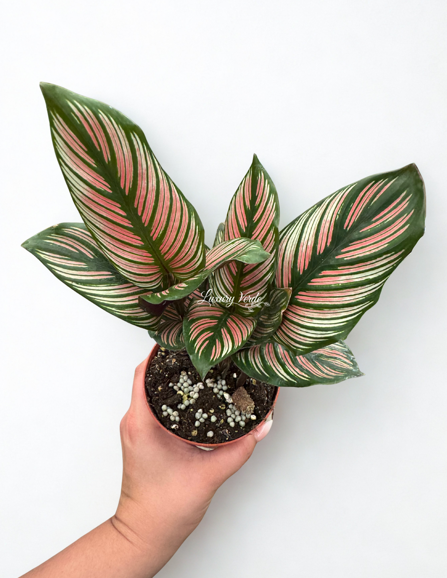 Calathea White Star