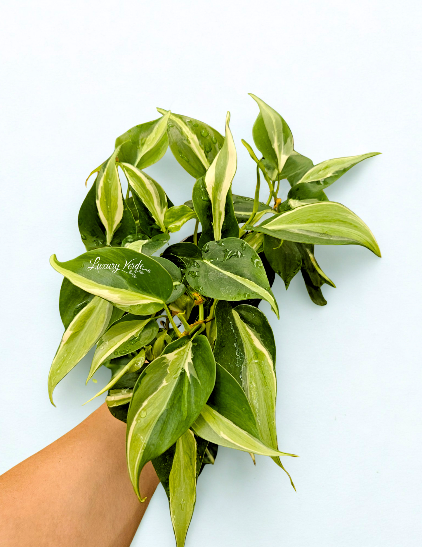 Philodendron Rio/Silver Stripe