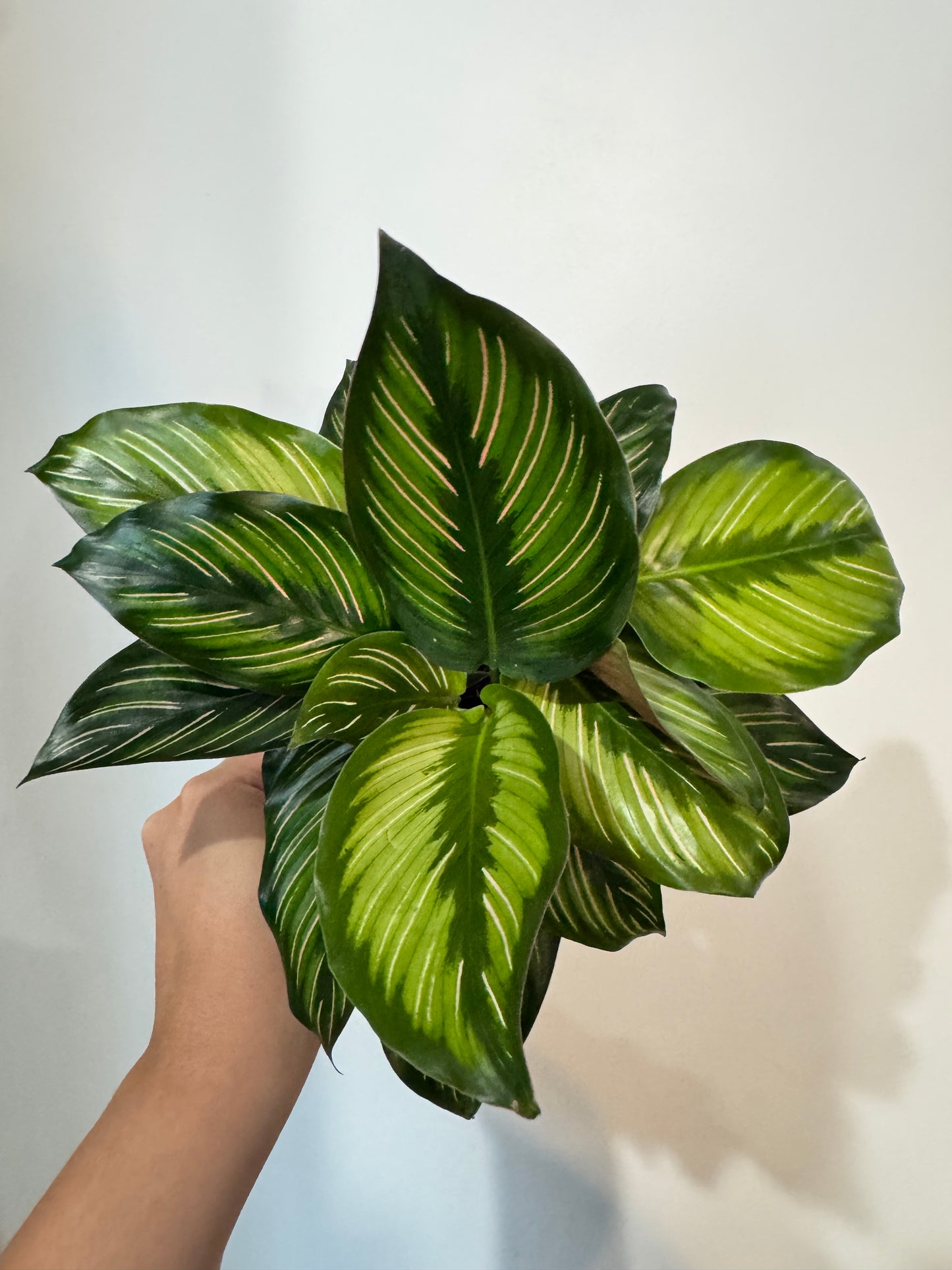 Calathea Beauty Star
