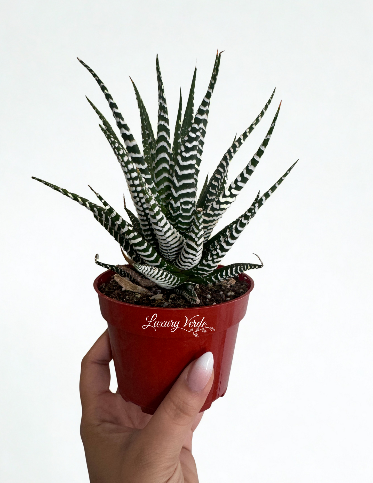 Succulent Zebra Haworthia