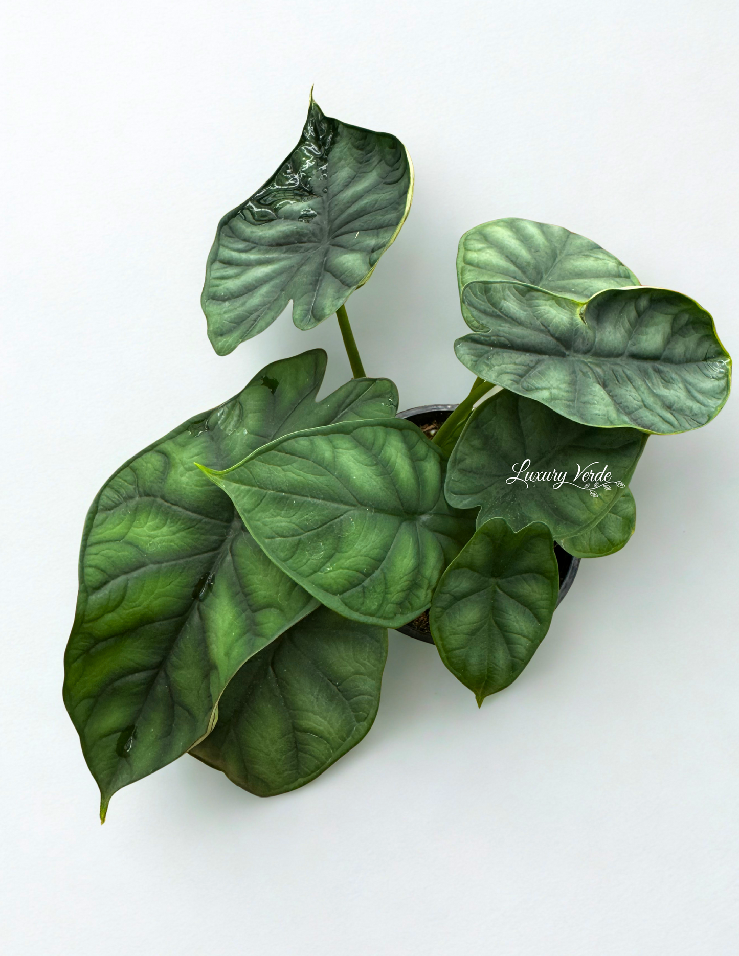 Alocasia Dragon Scale