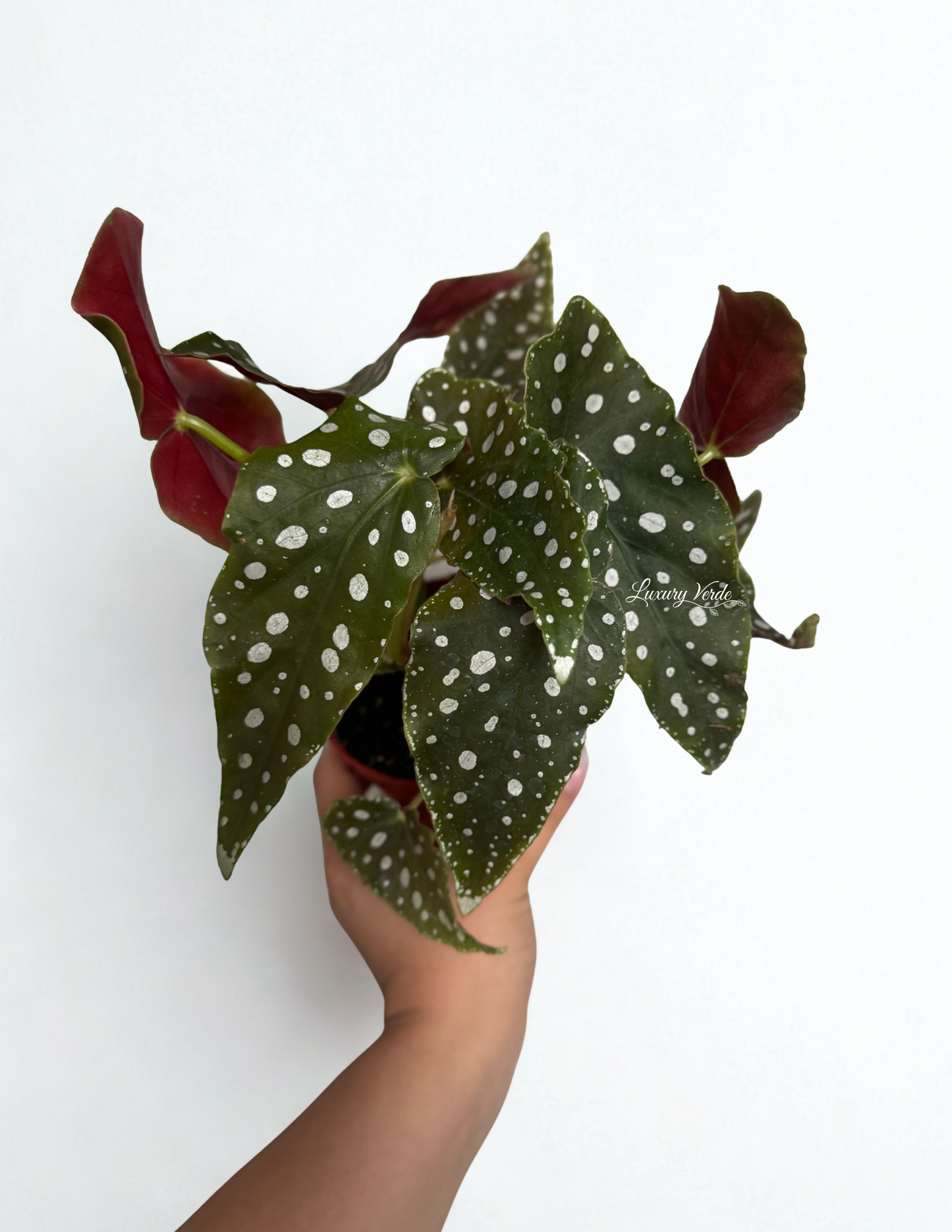 Begonia Maculata (Polka Dot Begonia)