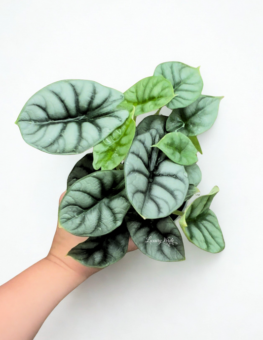 Alocasia Silver Dragon