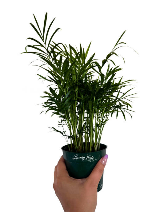 Palm Neanthebella