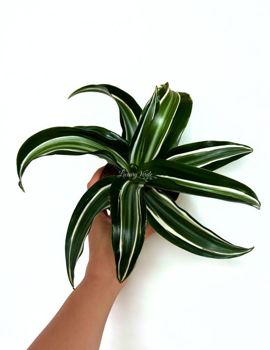 Dracaena Jade Jewel