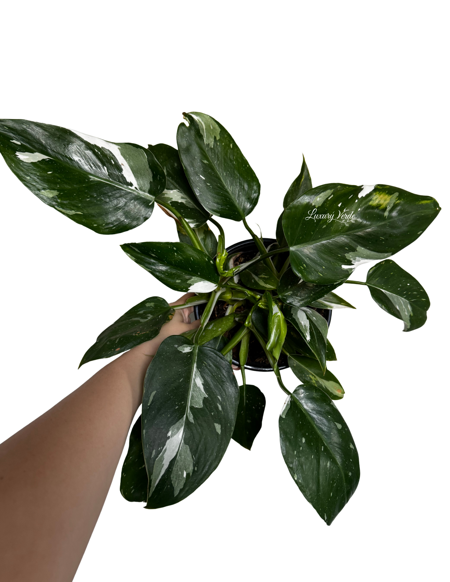 Philodendron White Wizard