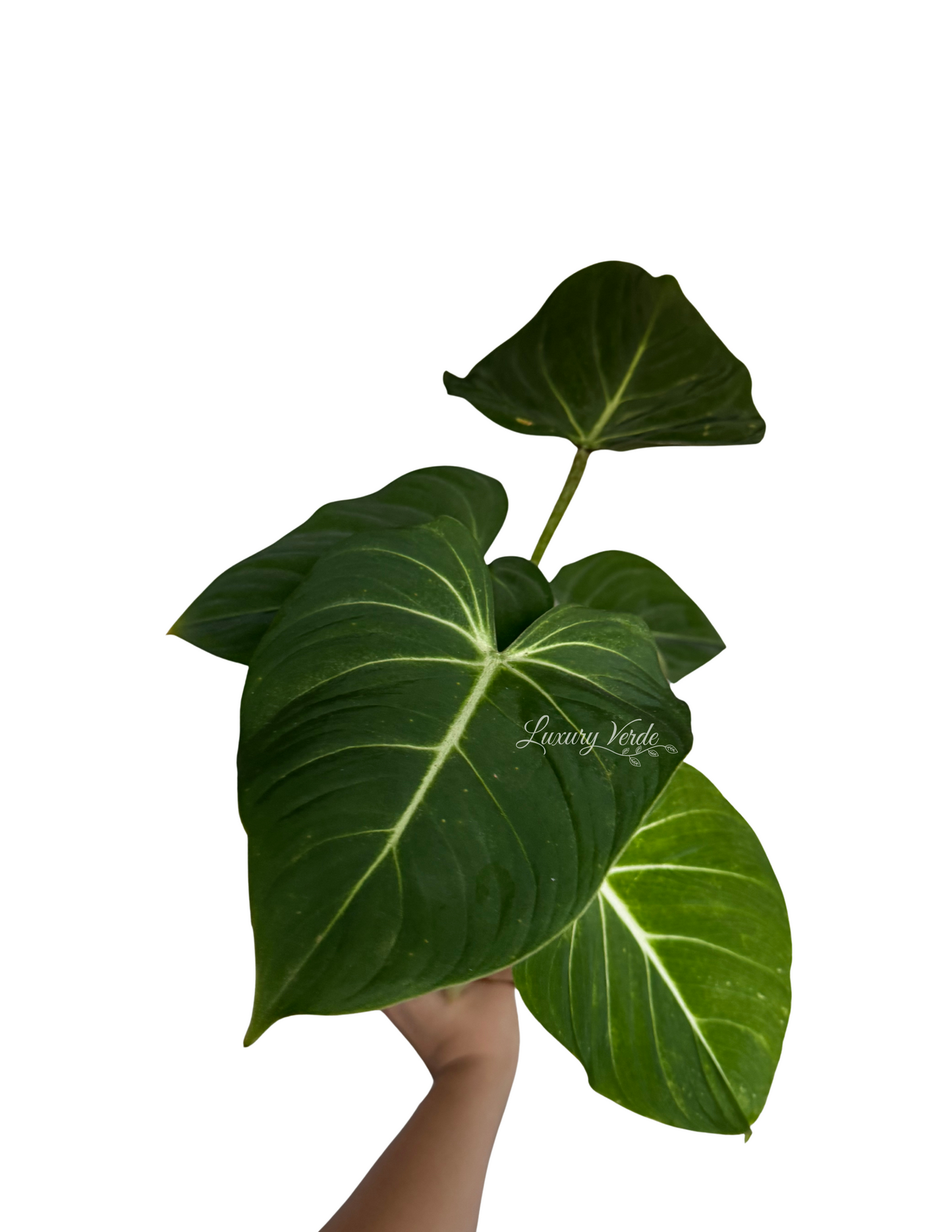 Philodendron Gloriousium