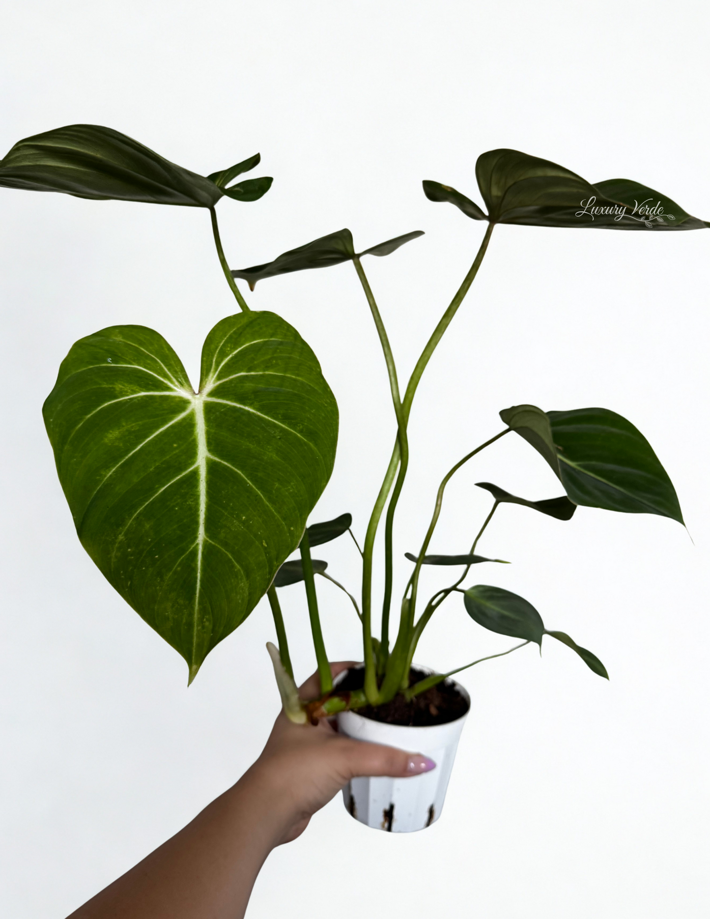Philodendron Gloriousium