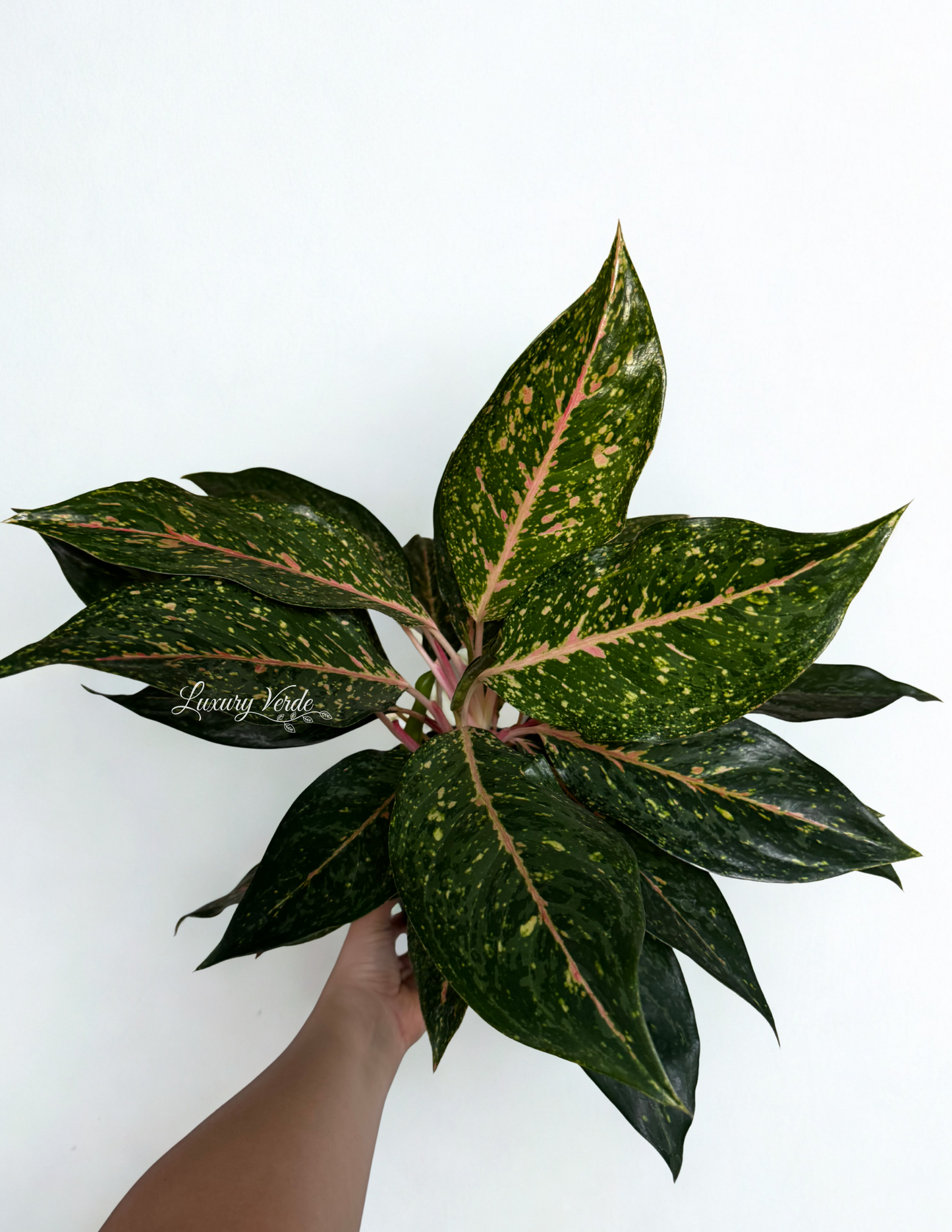Aglaonema Silver Haze