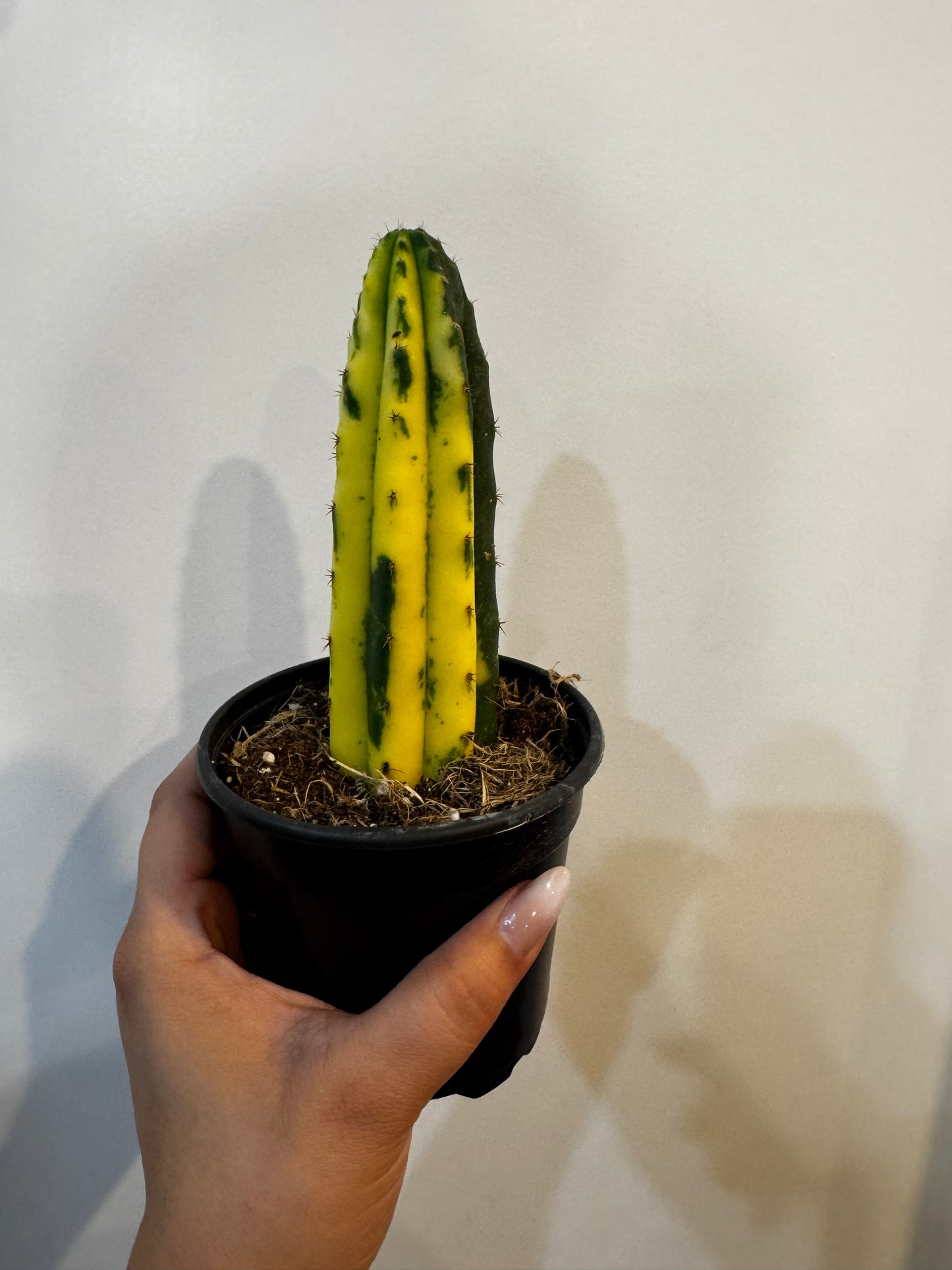 San Pedro Cactus Variegated