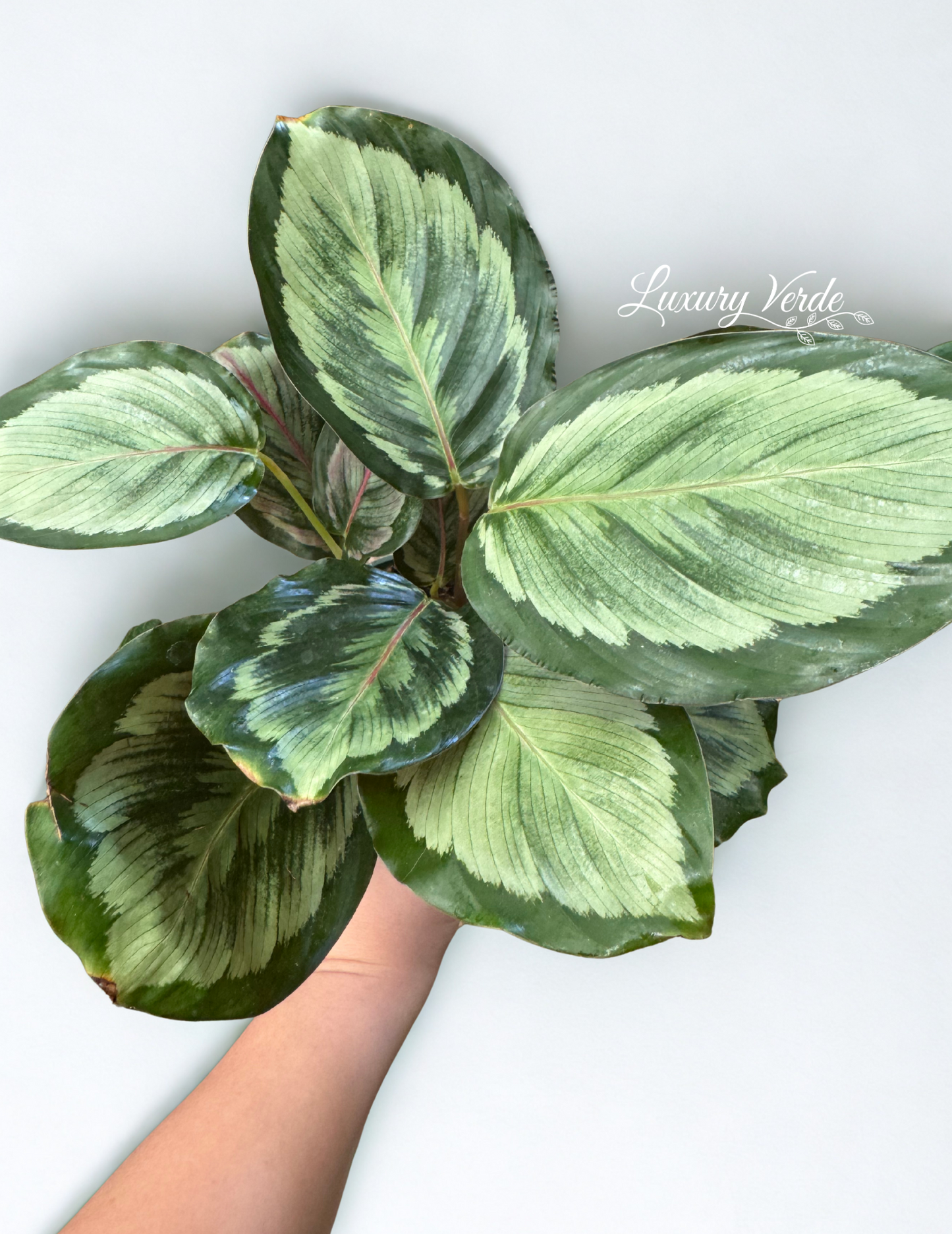 Calathea Misty