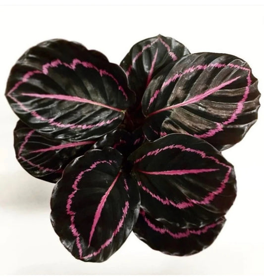 Calathea Dottie