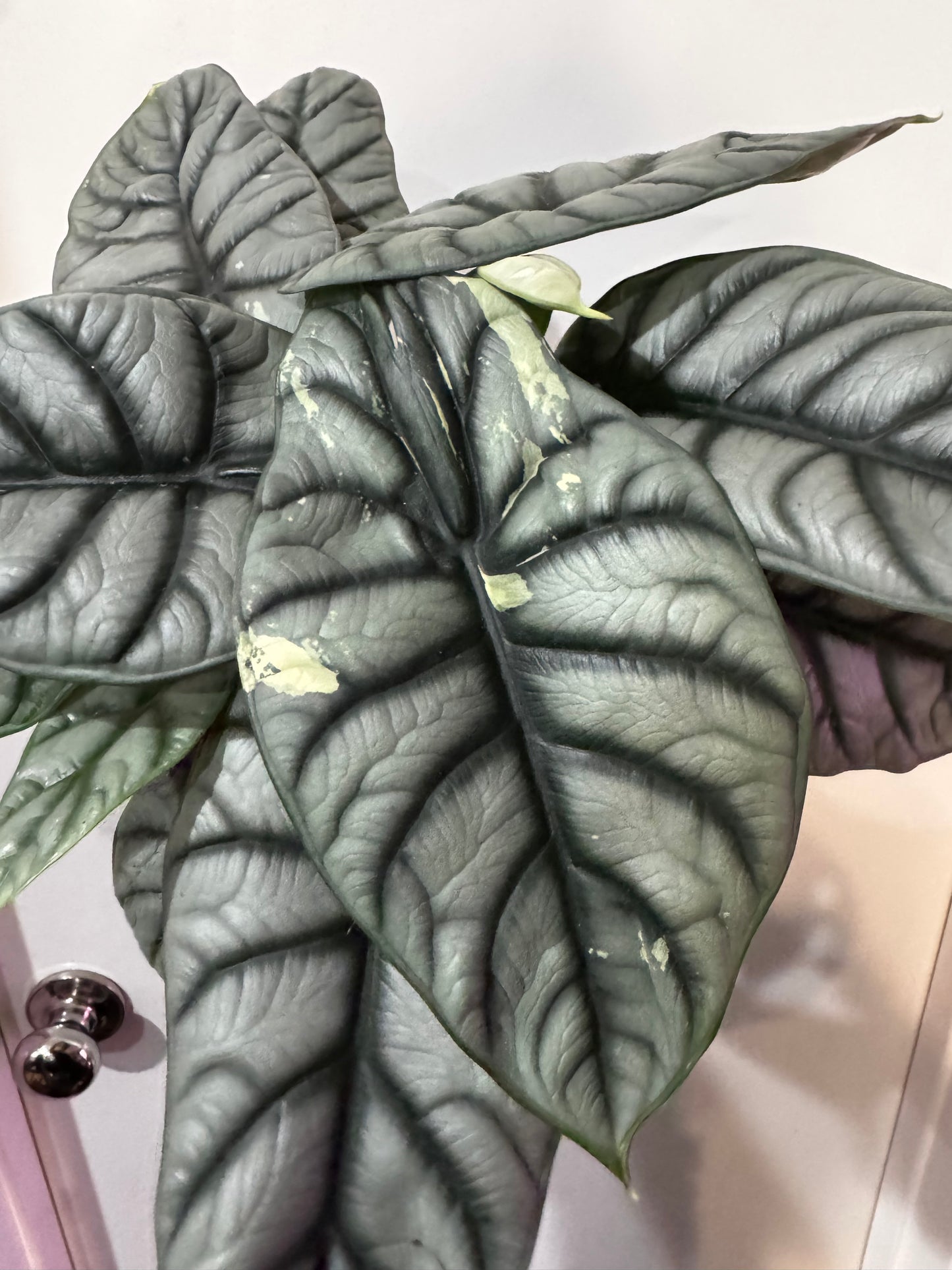 Alocasia Silver Dragon- Sport Variegated