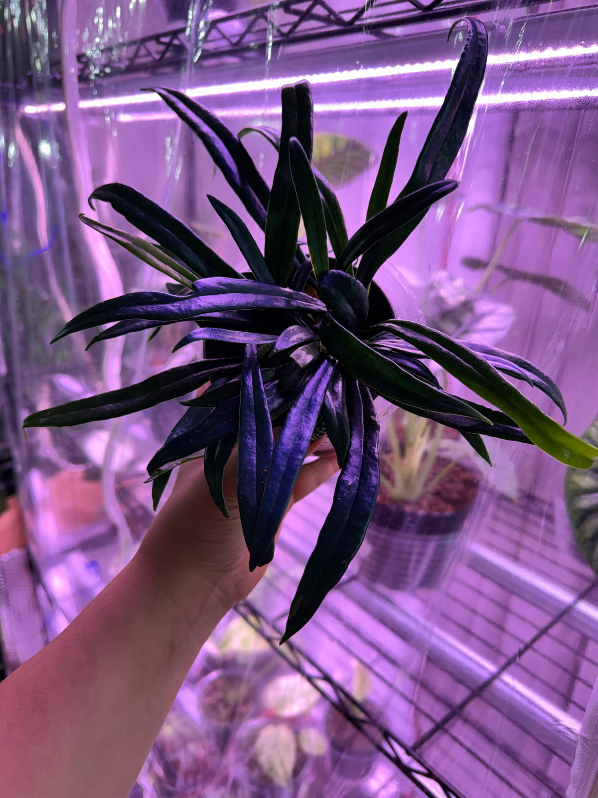 Blue Oil Fern