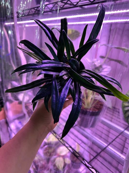 Blue Oil Fern