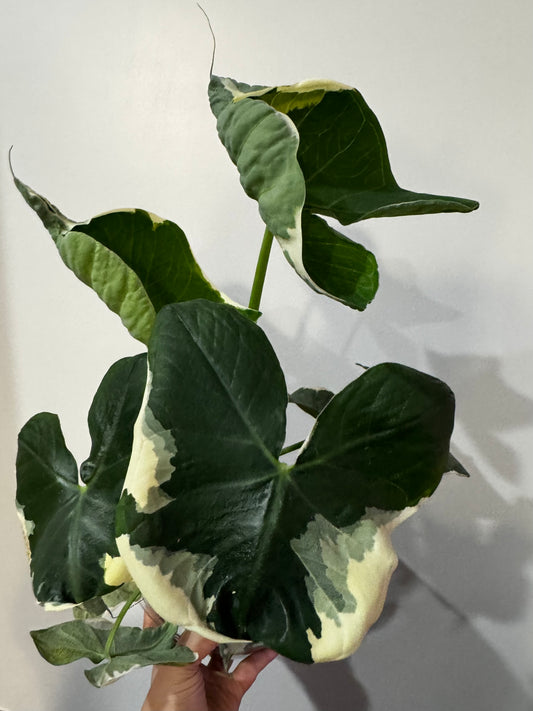 Alocasia Mickey Mouse
