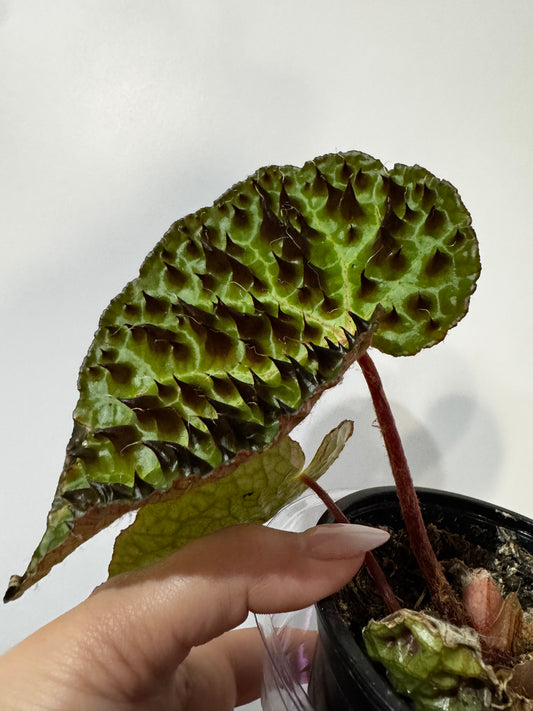 Begonia Ferox
