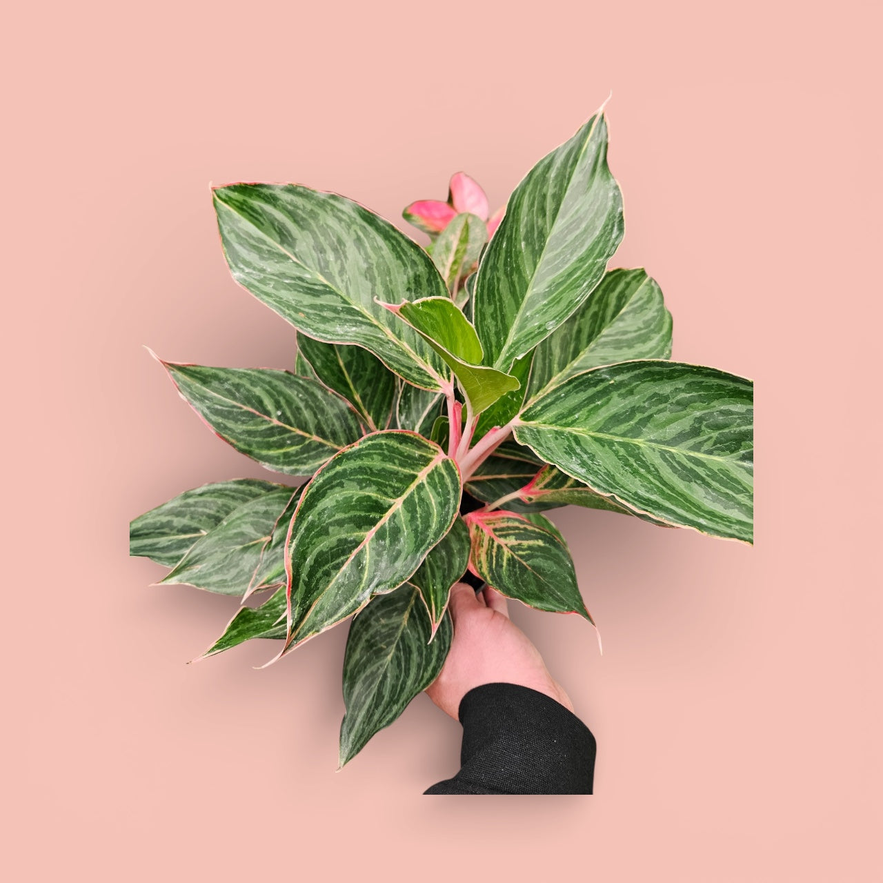Aglaonema Pink Moon Stone