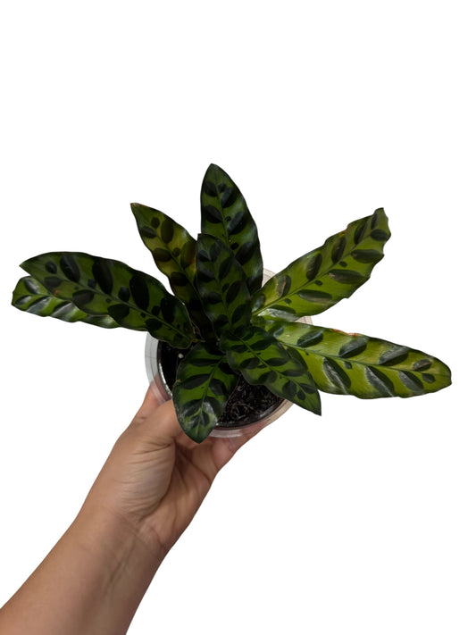 Calathea Rattlesnake