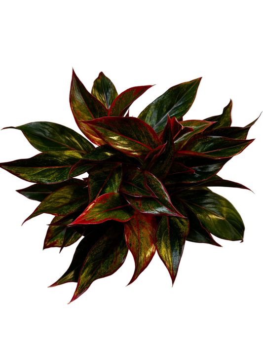 Aglaonema Red Siam