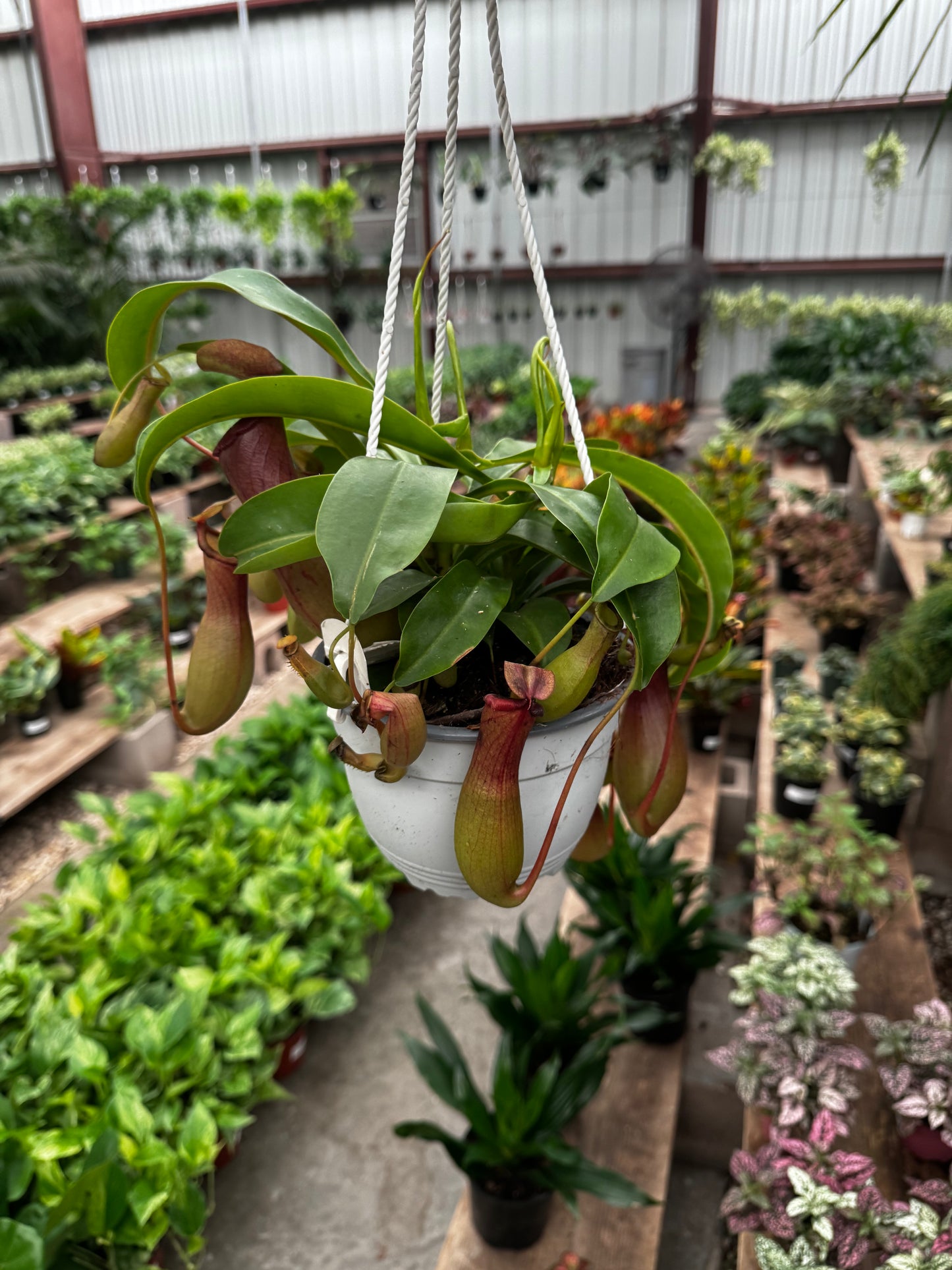 Nepenthes Alata