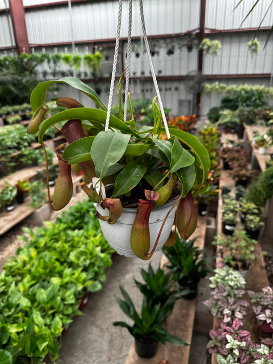 Nepenthes Alata