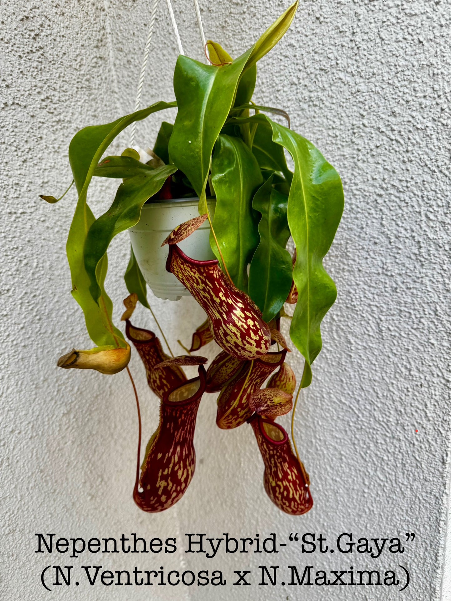 Nepenthes St Gaya