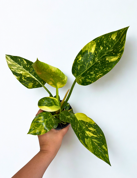 Philodendron Congo Nuclear- Growers Choice