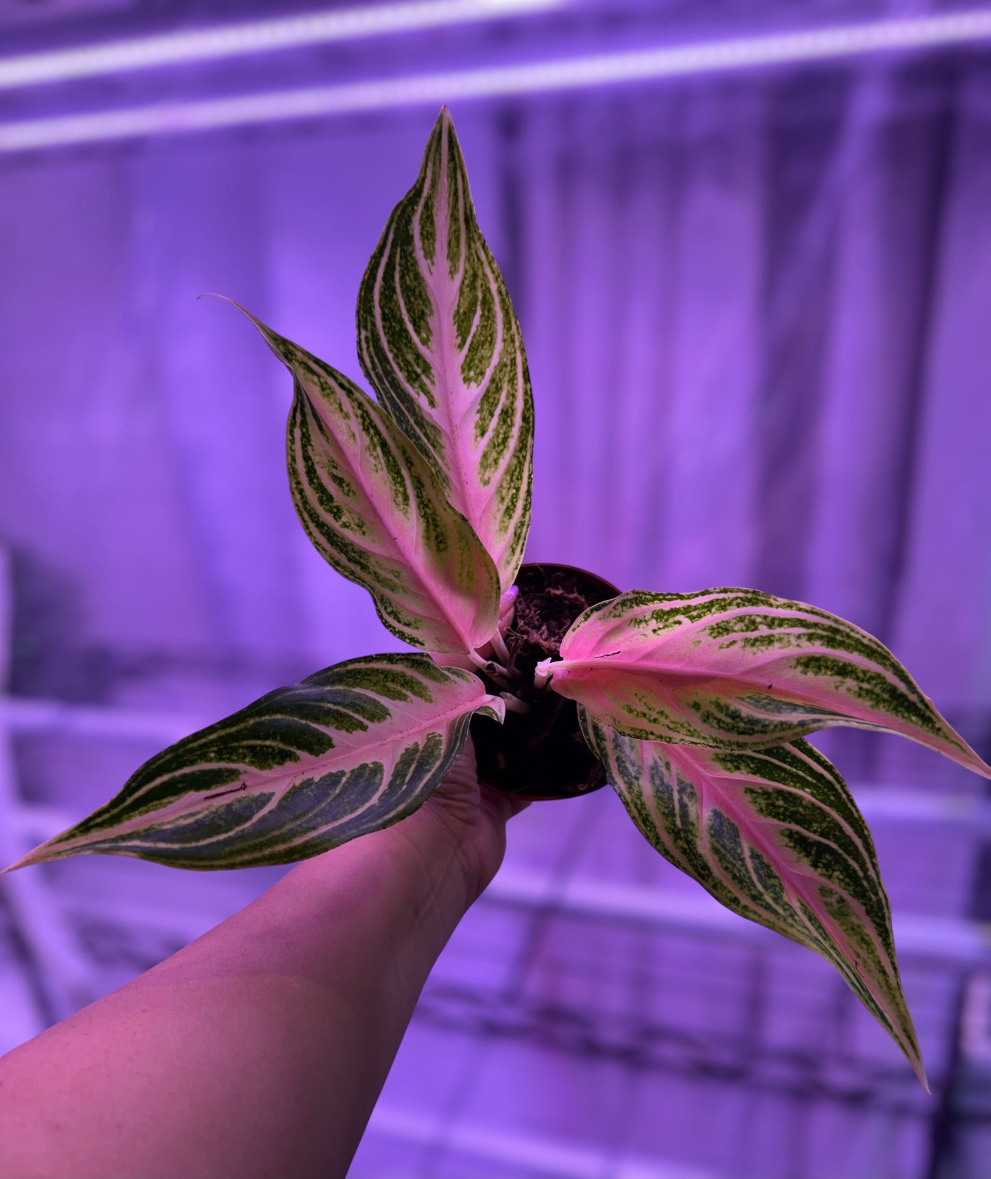 Aglaonema Pink Panama
